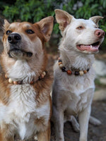 Custom beaded pet collars that are designed to look like necklaces for your fur babies, but are strong and durable.